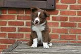 BORDER COLLIE 1250